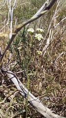 Lichtensteinia obscura