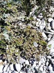 Argentina anserinoides