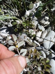 Argentina anserinoides