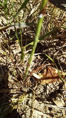 Lichtensteinia obscura