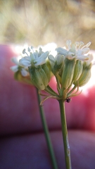 Lichtensteinia obscura