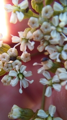 Lichtensteinia obscura