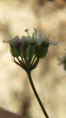Lichtensteinia obscura