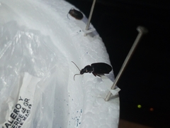Coleoptera