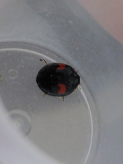 Coccinellidae