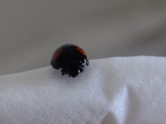 Coccinellidae