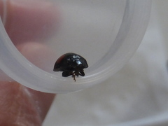 Coccinellidae