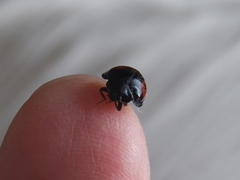 Coccinellidae