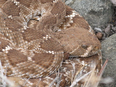 Crotalus ruber ruber