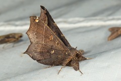 Amphigonia hepatizans