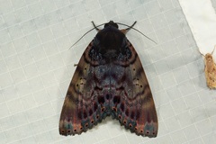 Arcte modesta