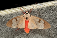 Amerila astreus