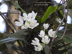Sarcochilus niveus