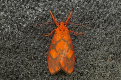 Ammatho roseororatus