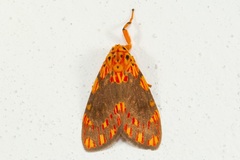 Barsine rosistriata