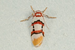 Cyana cruentata