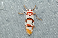Cyana cruentata