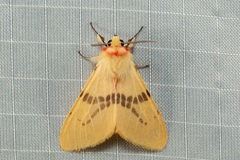 Lemyra bornemontana