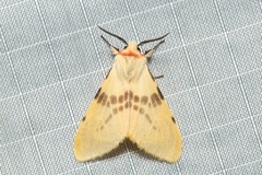 Lemyra bornemontana
