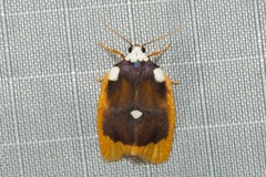 Lobobasis niveimaculata