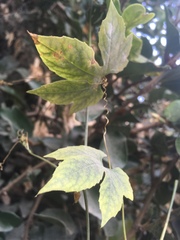 Diplocyclos palmatus