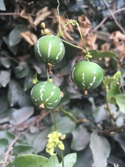 Diplocyclos palmatus