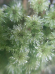 Bryum truncorum