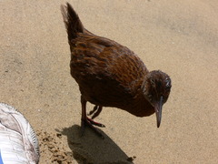Gallirallus australis scotti