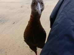 Gallirallus australis scotti