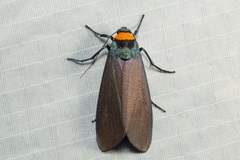 Macrobrochis staudingeri