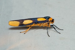 Monosyntaxis holmanhunti