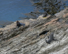 Arctocephalus forsteri