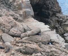 Arctocephalus forsteri