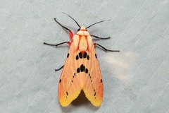 Spilosoma ericsoni