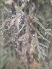 Hypnum chrysogaster
