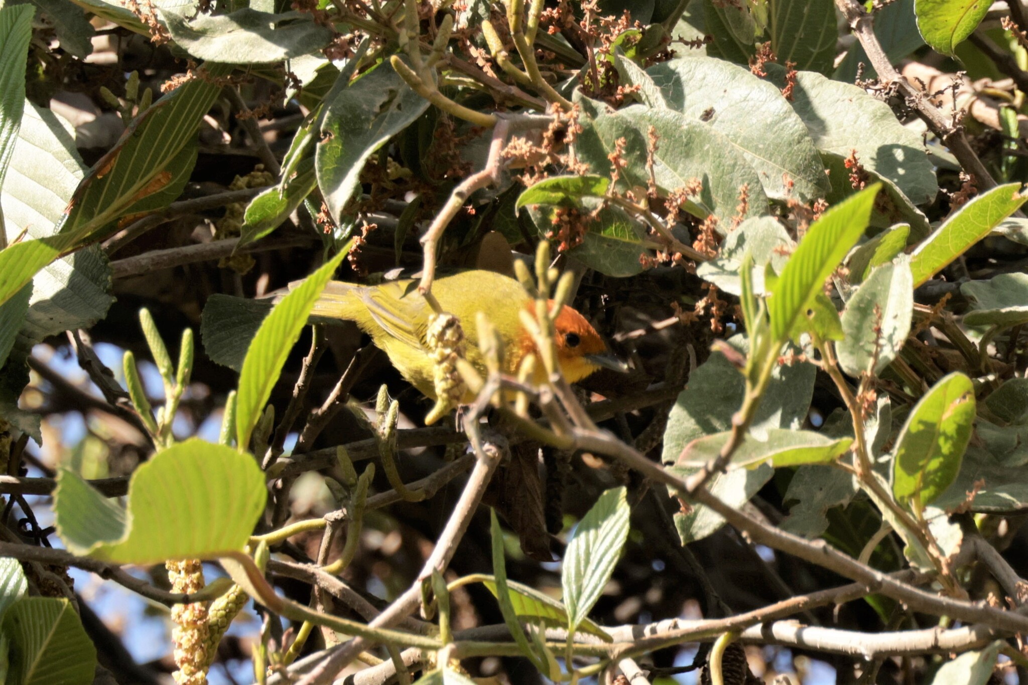Rust-and-yellow Tanager (Thlypopsis ruficeps), photo 8