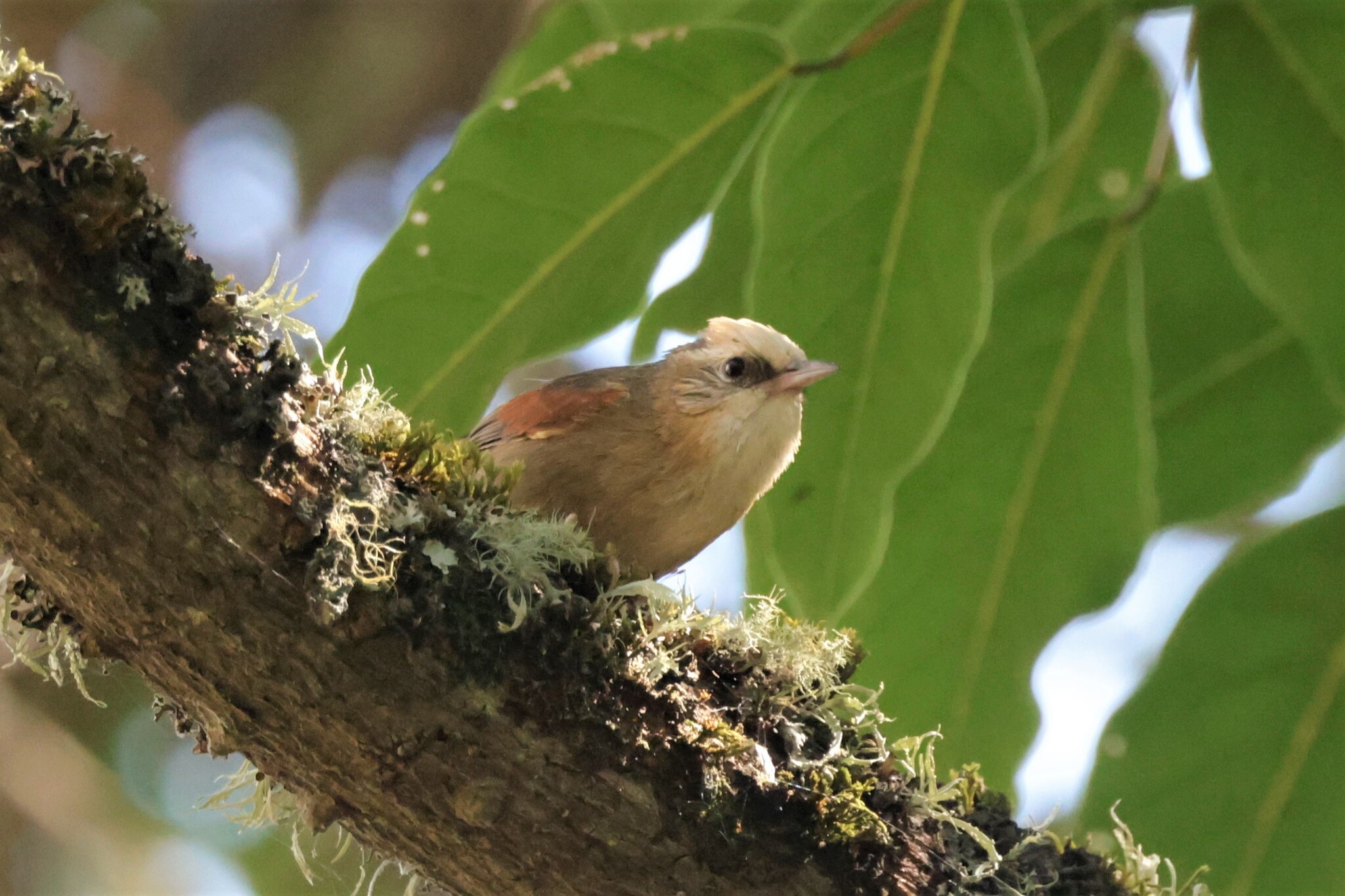Creamy-crested Spinetail (Cranioleuca albicapilla), photo 6