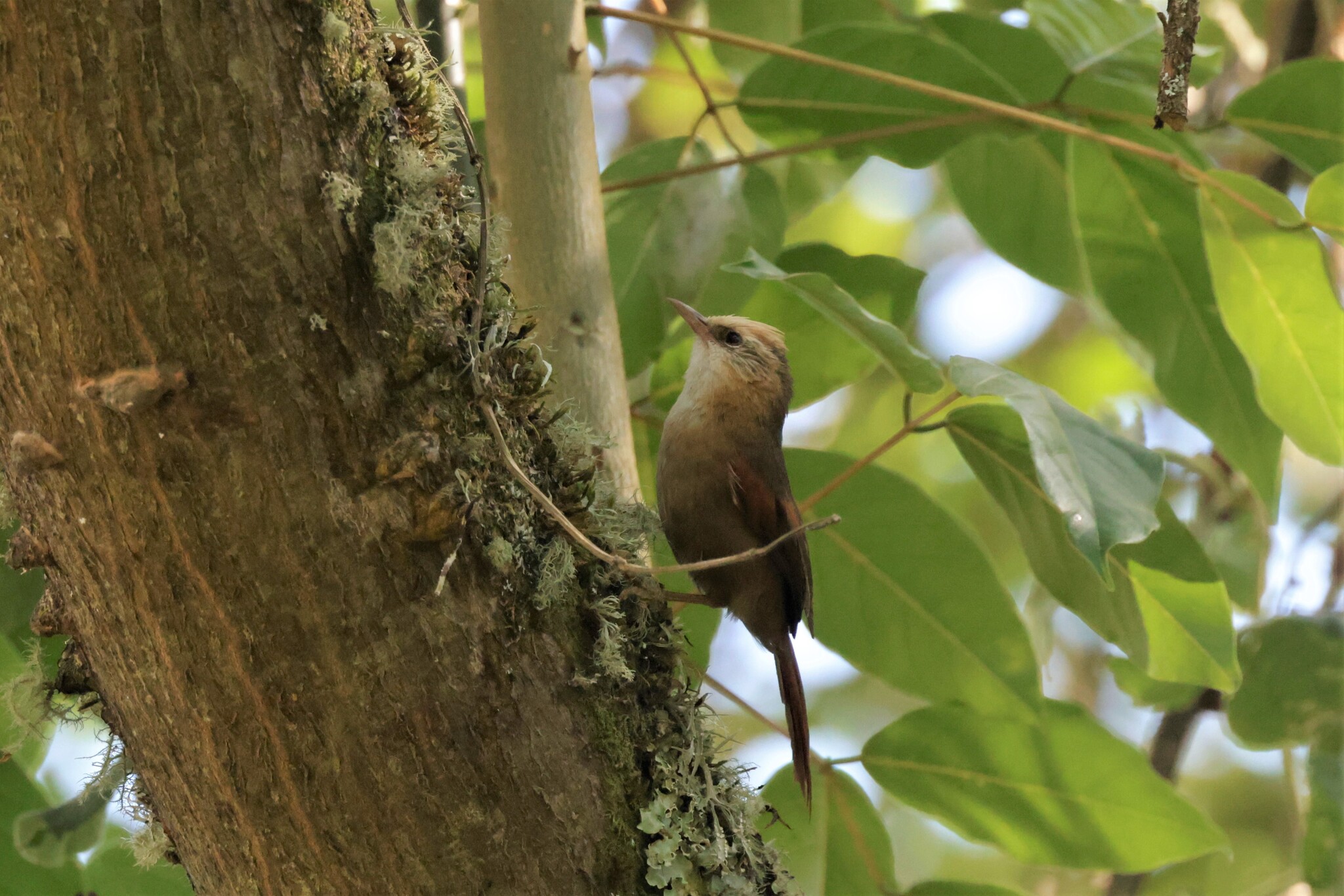 Creamy-crested Spinetail (Cranioleuca albicapilla), photo 5