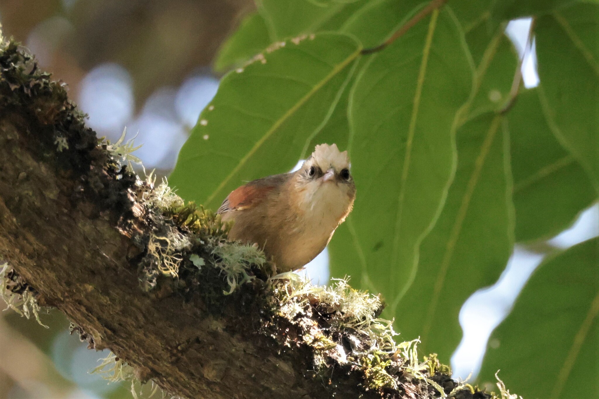 Creamy-crested Spinetail (Cranioleuca albicapilla), photo 7