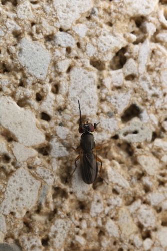Heteromeringia observed 2025-09-03