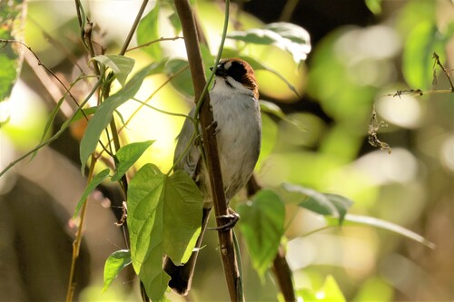 Apurimac Brushfinch (Atlapetes forbesi), photo 7