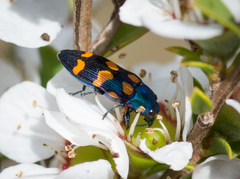 Castiarina bicolor