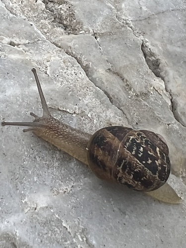 Cornu aspersum