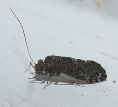 Myopsocidae