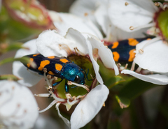 Castiarina bicolor