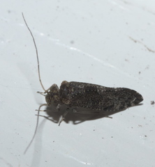 Myopsocidae