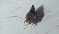 Myopsocidae