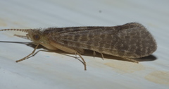 Philanisus plebeius