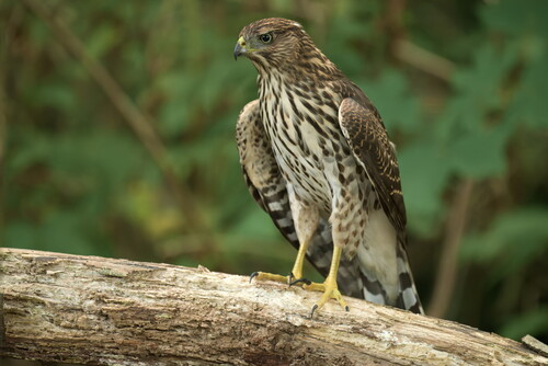 Cooper's Hawk