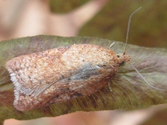 Acleris affinatana